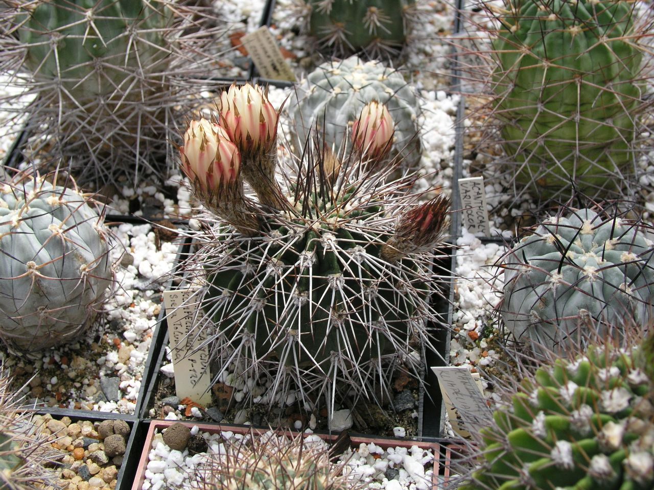 Tephrocactus Alexanderi VG-215